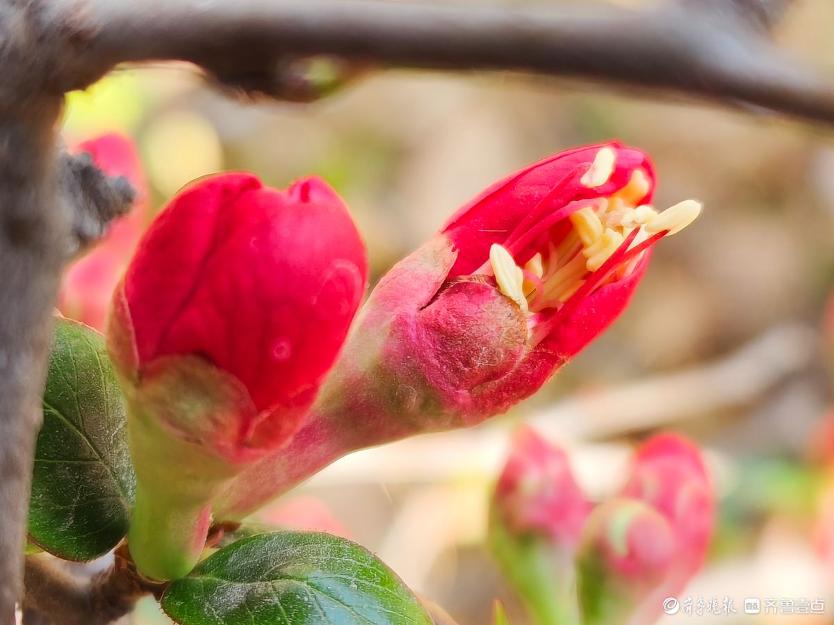 海棠花“开门红”，鲜艳夺目
