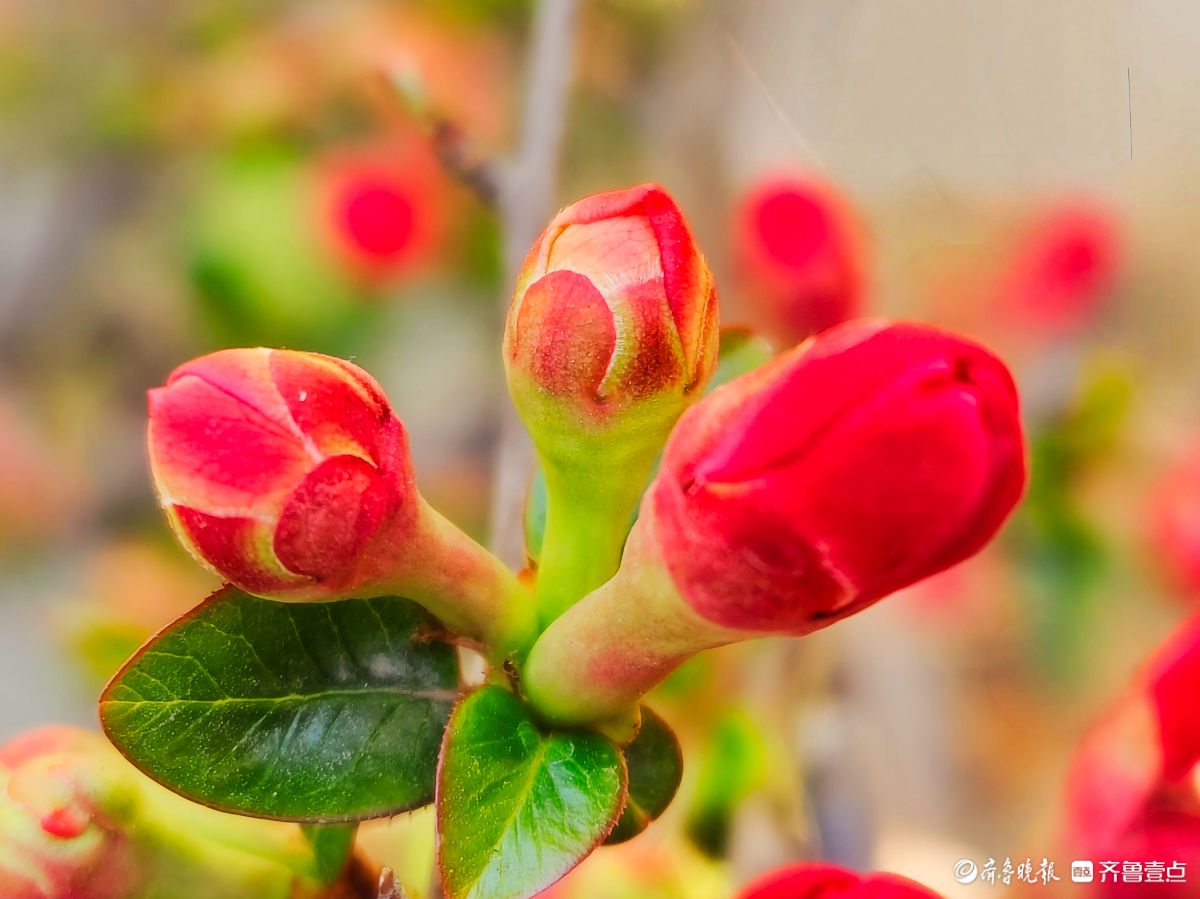 海棠花“开门红”，鲜艳夺目