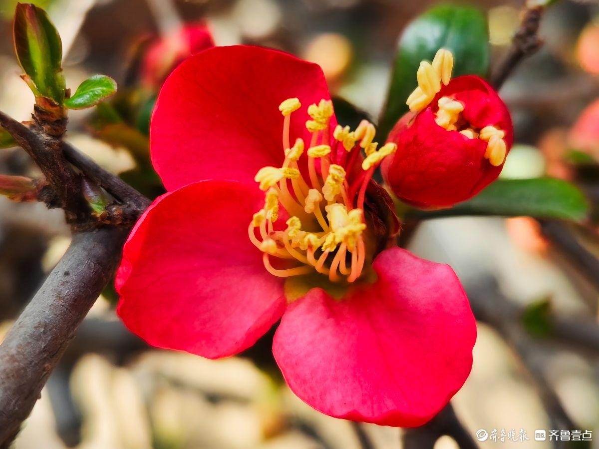 海棠花“开门红”，鲜艳夺目