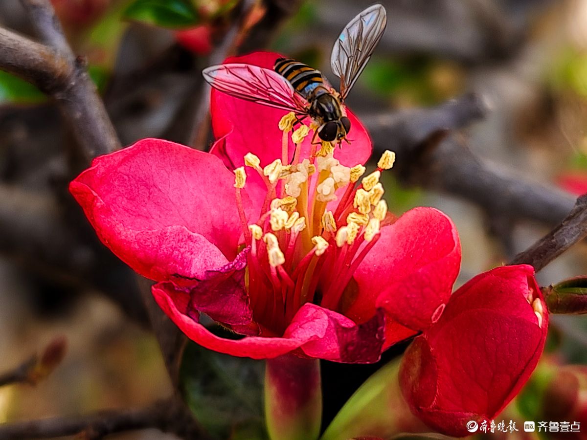 海棠花“开门红”，鲜艳夺目