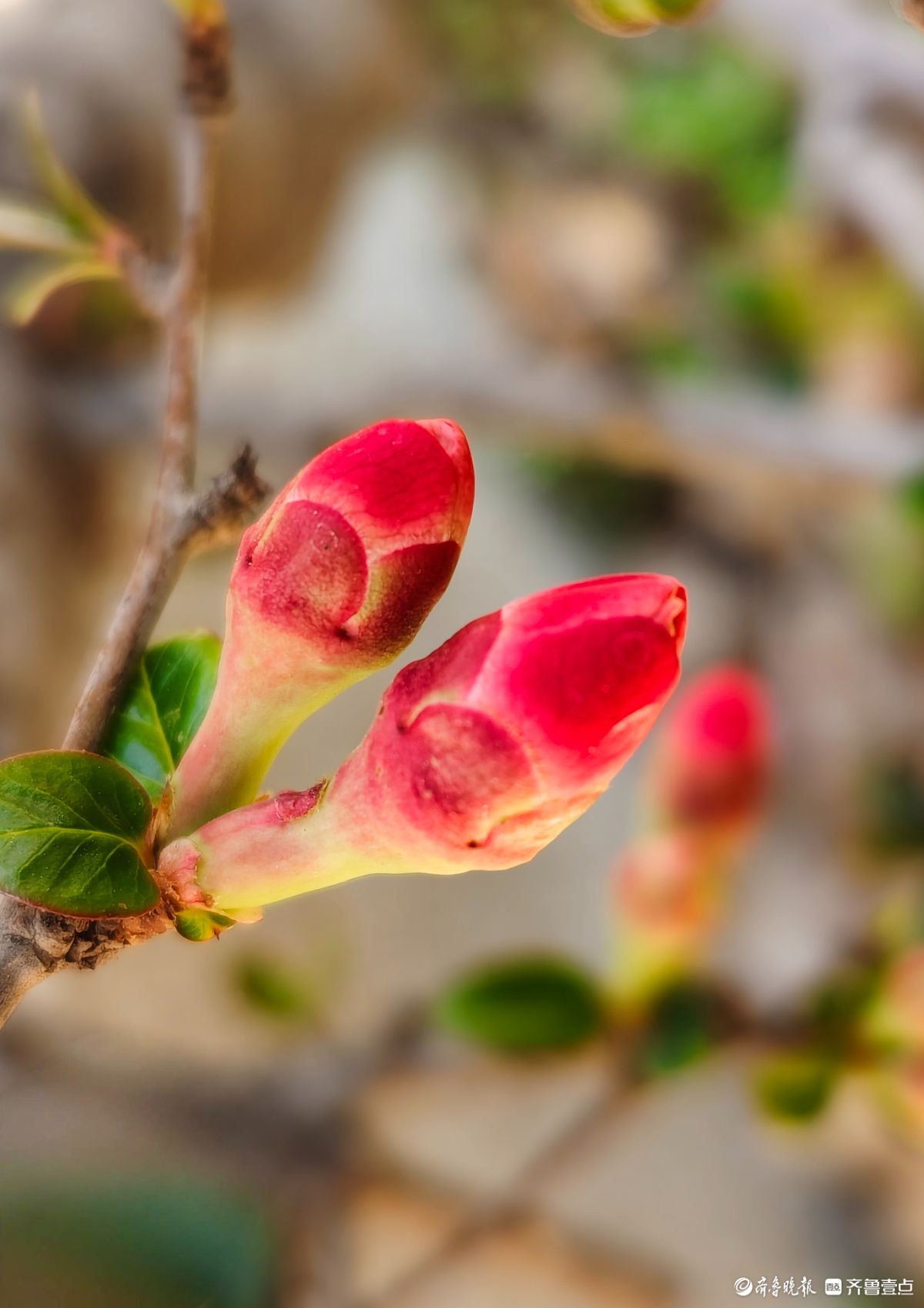 海棠花“开门红”，鲜艳夺目
