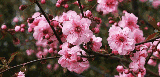 2月22日最佳情报|黄河公园梅花缀满枝,趵突泉花灯会热闹非凡