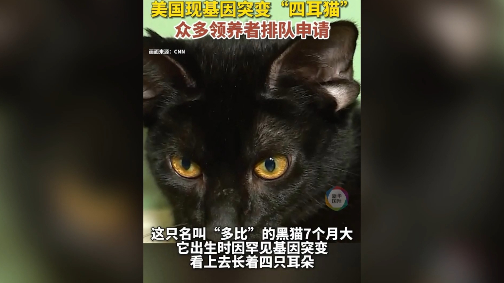 果然视频·看天下|美国“四只耳”黑猫求领养，申请者排长队