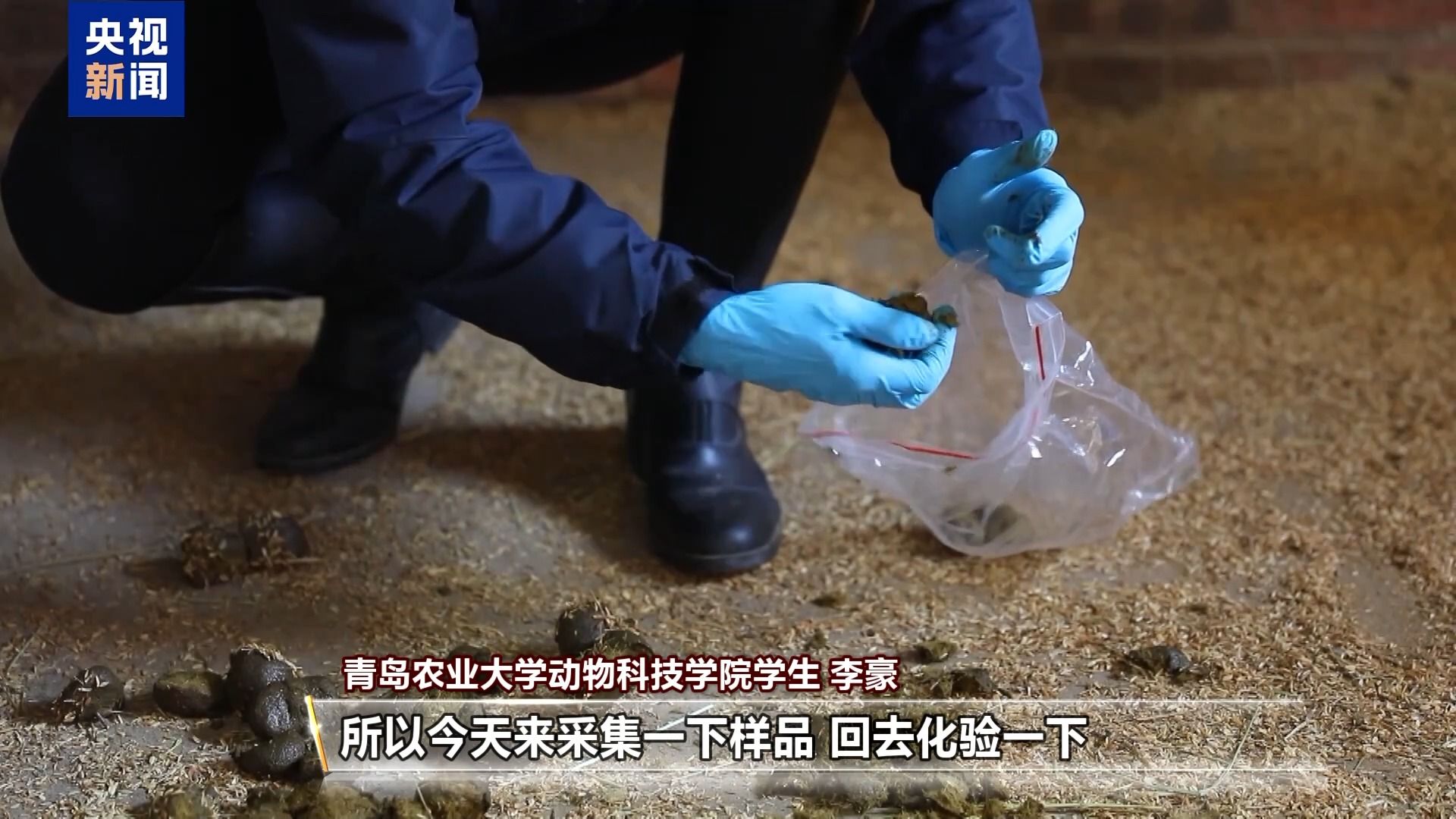 别人家的大学！青岛这所高校开设“骑马养马”专业，央视关注