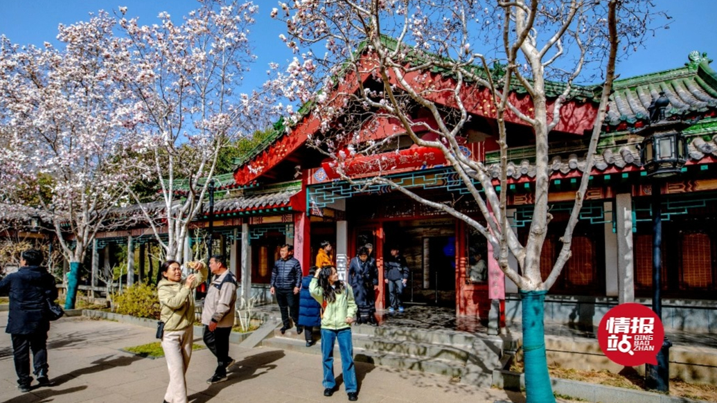 壹粉过大年|趵突泉公园玉兰花悄然盛开，亭亭玉立香溢满园！