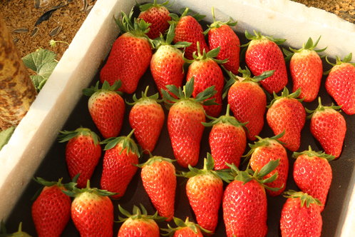 新春走基层|一颗平价了的草莓,在这个春节,让人甜到心头