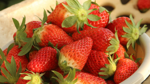 微纪录·新春走基层|“莓”好进行时,一颗红果串起团圆与振兴