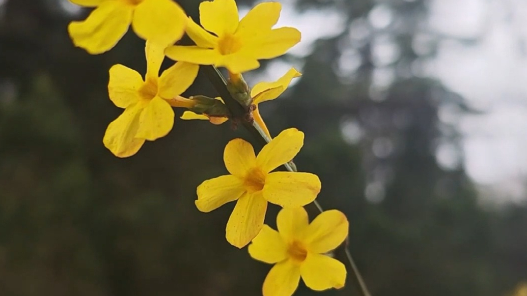 果然视频|大片梅花绽放，早春的山东师范大学有一片“花海”