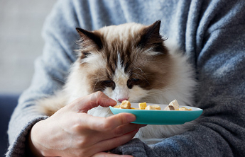 热闻|春节假期，宠物上门喂养“狂赚”16万？行程满满当当，但也有“血的教训”