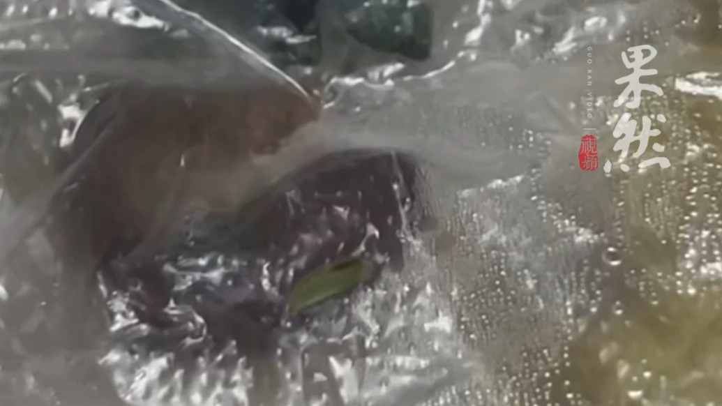 果然视频|外卖手抓饭吃出绿色活虫！消费者直呼“年夜饭都吐出来了”，商家回应