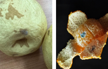 食安哨|水果发霉削掉后可以接着吃？并非如此！