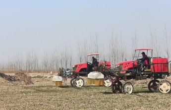 受去年秋汛影响，小麦晚播苗情偏弱，山东“农技壮苗”在行动，盐碱地里抢春光