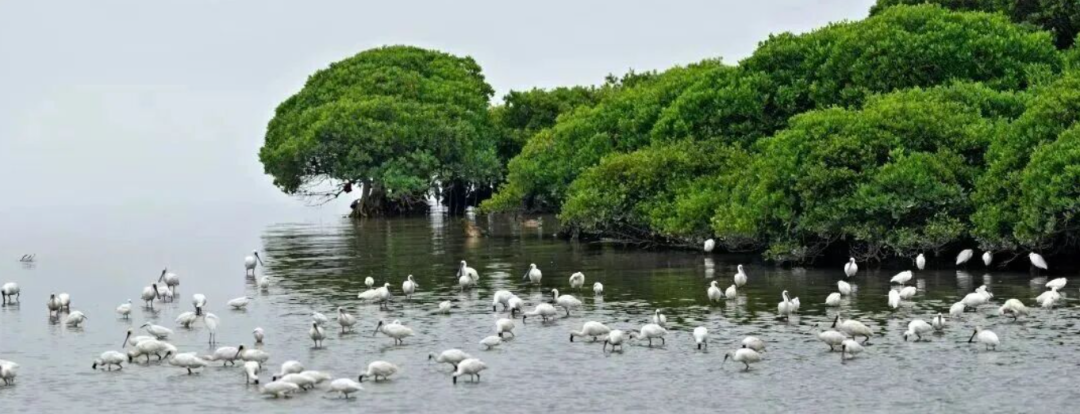 深圳湾公园拒绝“加灯”值得点赞