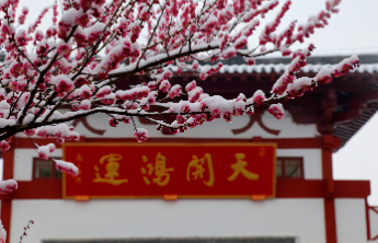 梅雪相映绘就诗意画卷！济南红叶谷梅花进入最佳观赏期