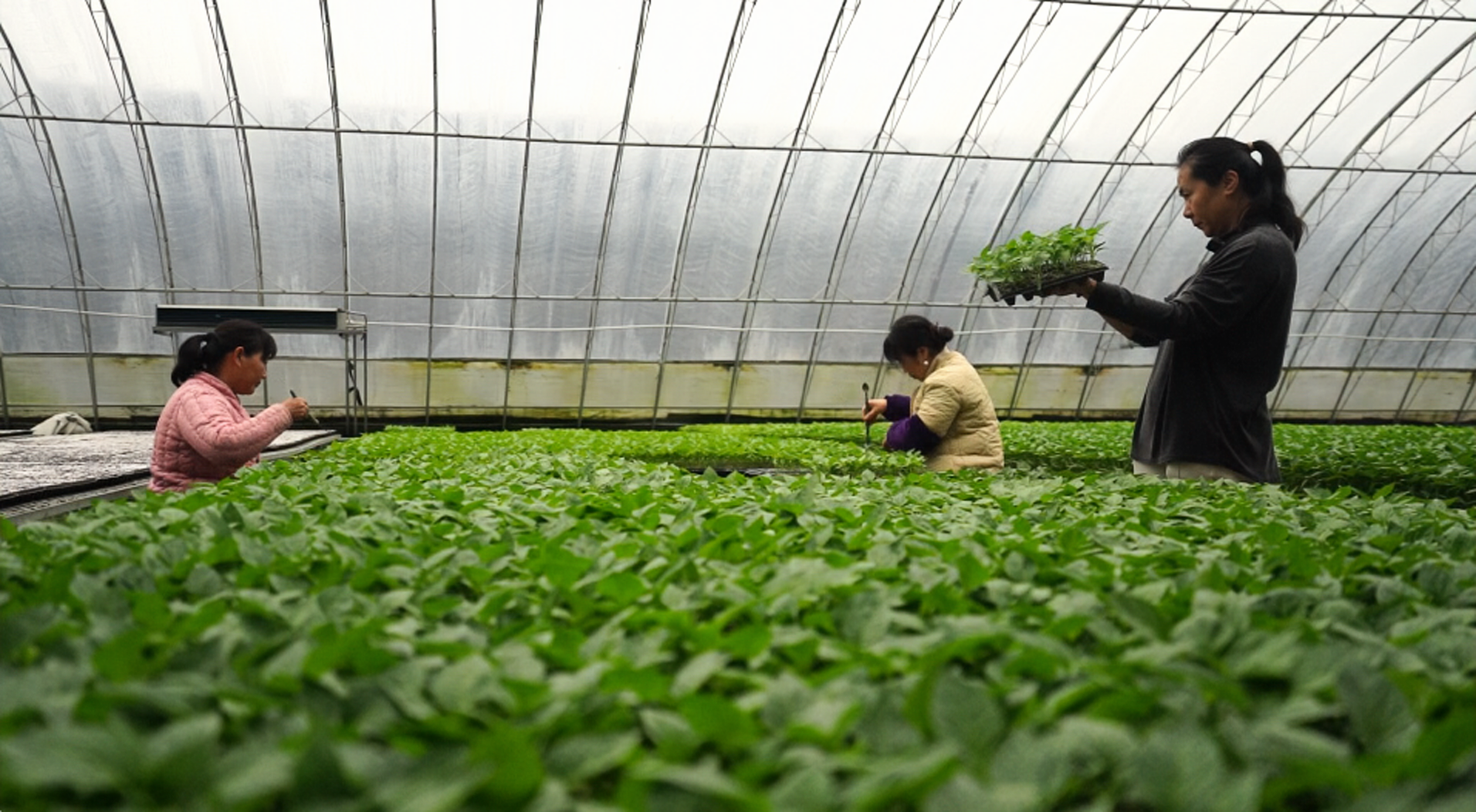 年产花卉种苗1.5亿株，潍坊青州农业“芯”力量激发产业新活力