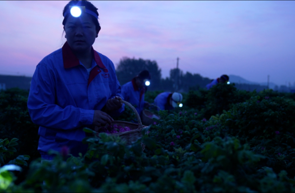 巾帼有为｜娜美：把根扎在平阴玫瑰花田里的“轴”姑娘