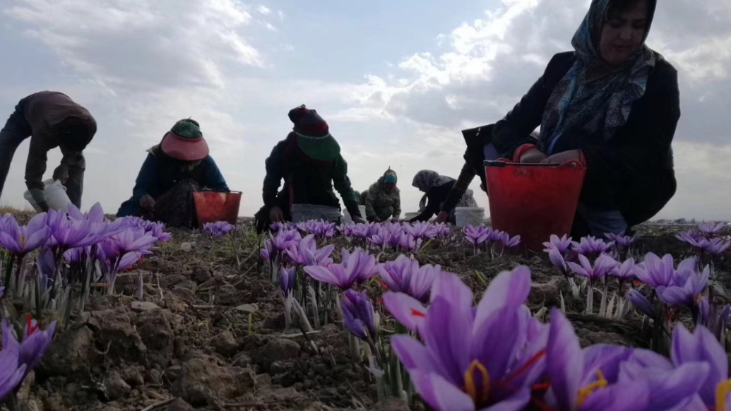 果然财经|伊朗暂时禁止出口农产品，开心果、藏红花会涨价吗？