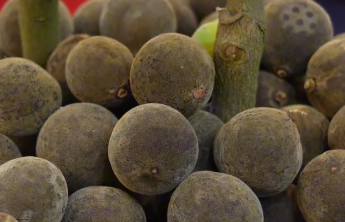 “化橘红”火了，这个小果子怎么吃？有啥用？