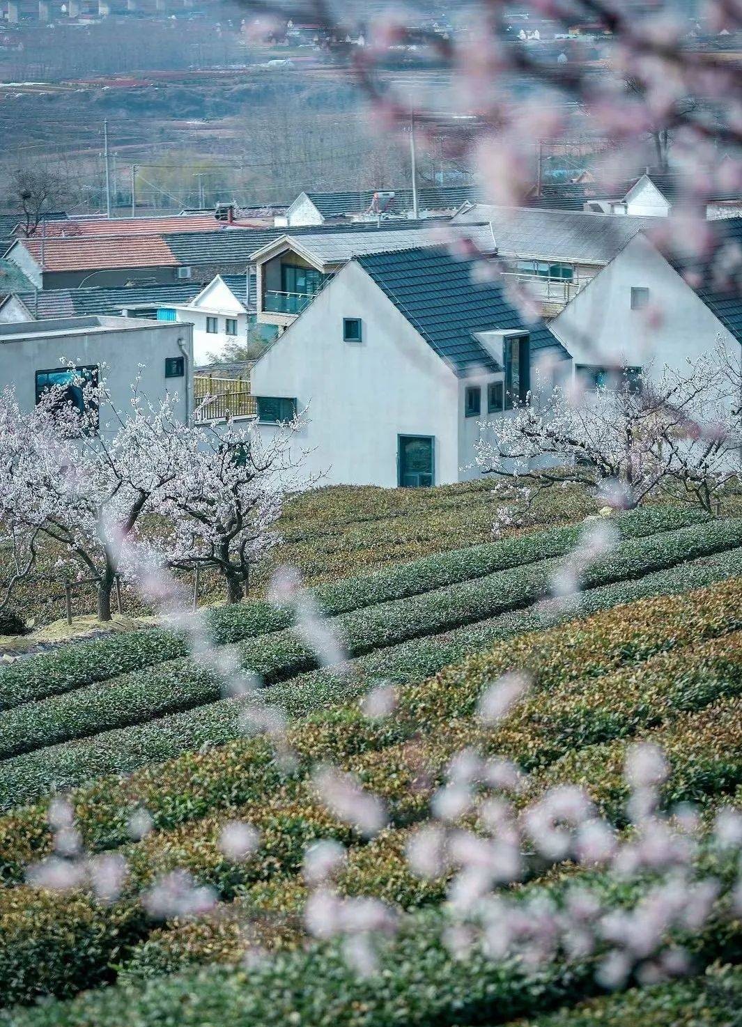 写作|幸福的“拉扯”