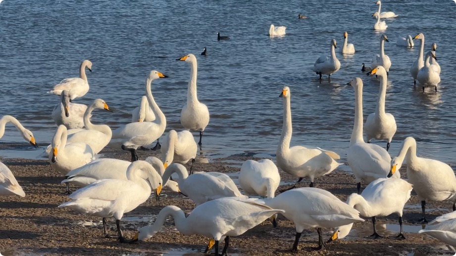 荣成大天鹅踏春北迁，十年巡护员的最后一次送别