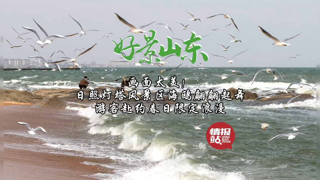 果然视频·好景山东|日照灯塔风景区海鸥翔集，春日浪漫别错过！
