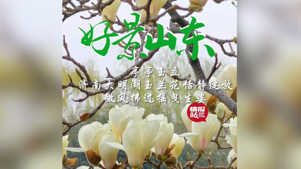 果然视频·好景山东|济南大明湖玉兰花恬静绽放，摇曳生姿醉游人