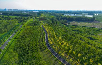 全省1049条河道绿化全达标，山东水系造林1054万株