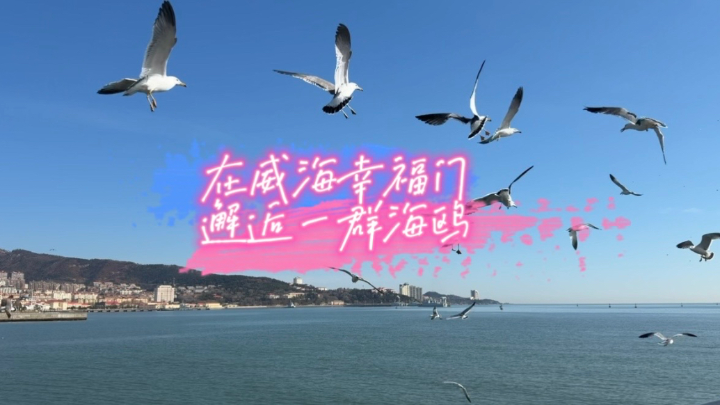 果然视频｜在威海幸福门，邂逅一群海鸥