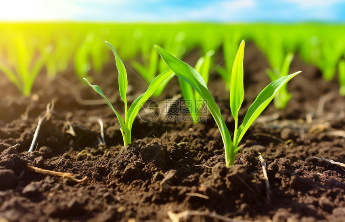 固安早春抢管正当时 专家田头“开良方”