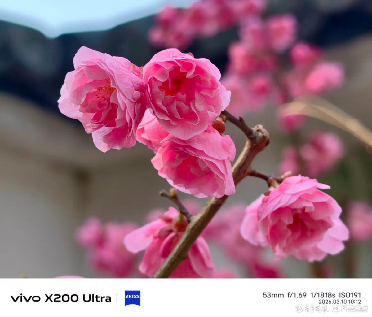 花开富贵，我在记录