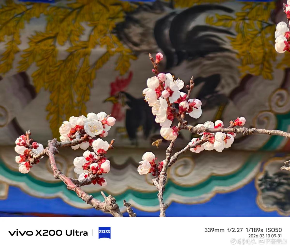 花开富贵，我在记录