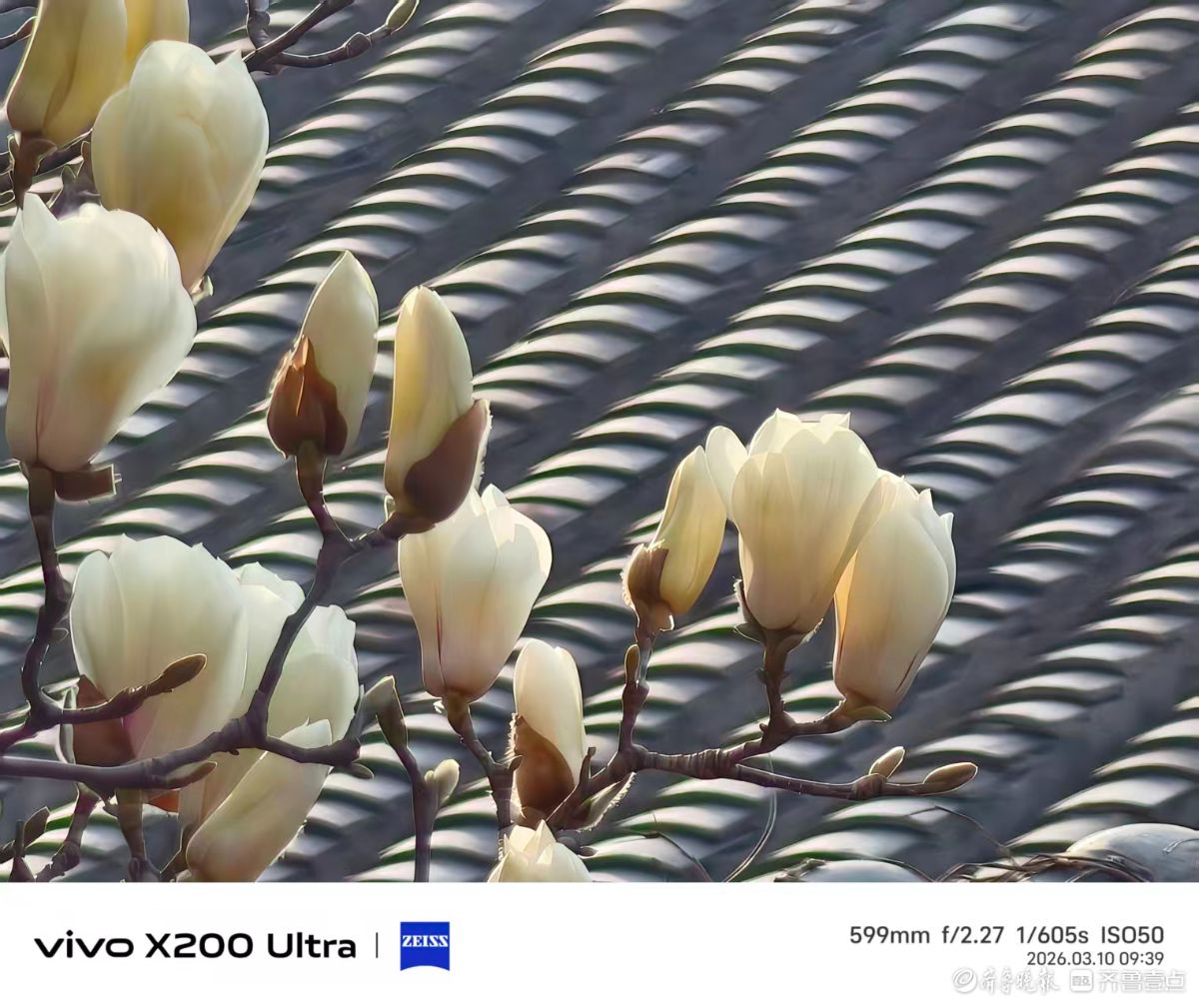 花开富贵，我在记录