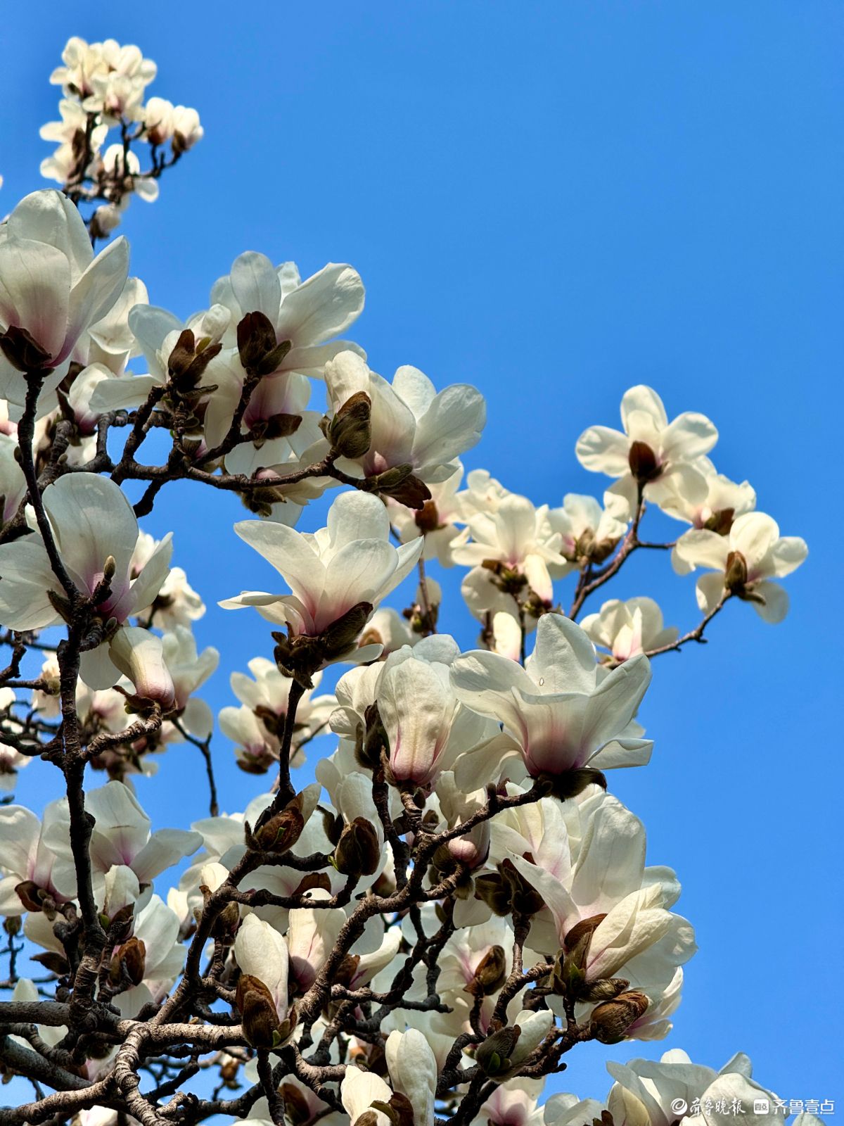 山东大学千佛山校区，玉兰花迎风盛开