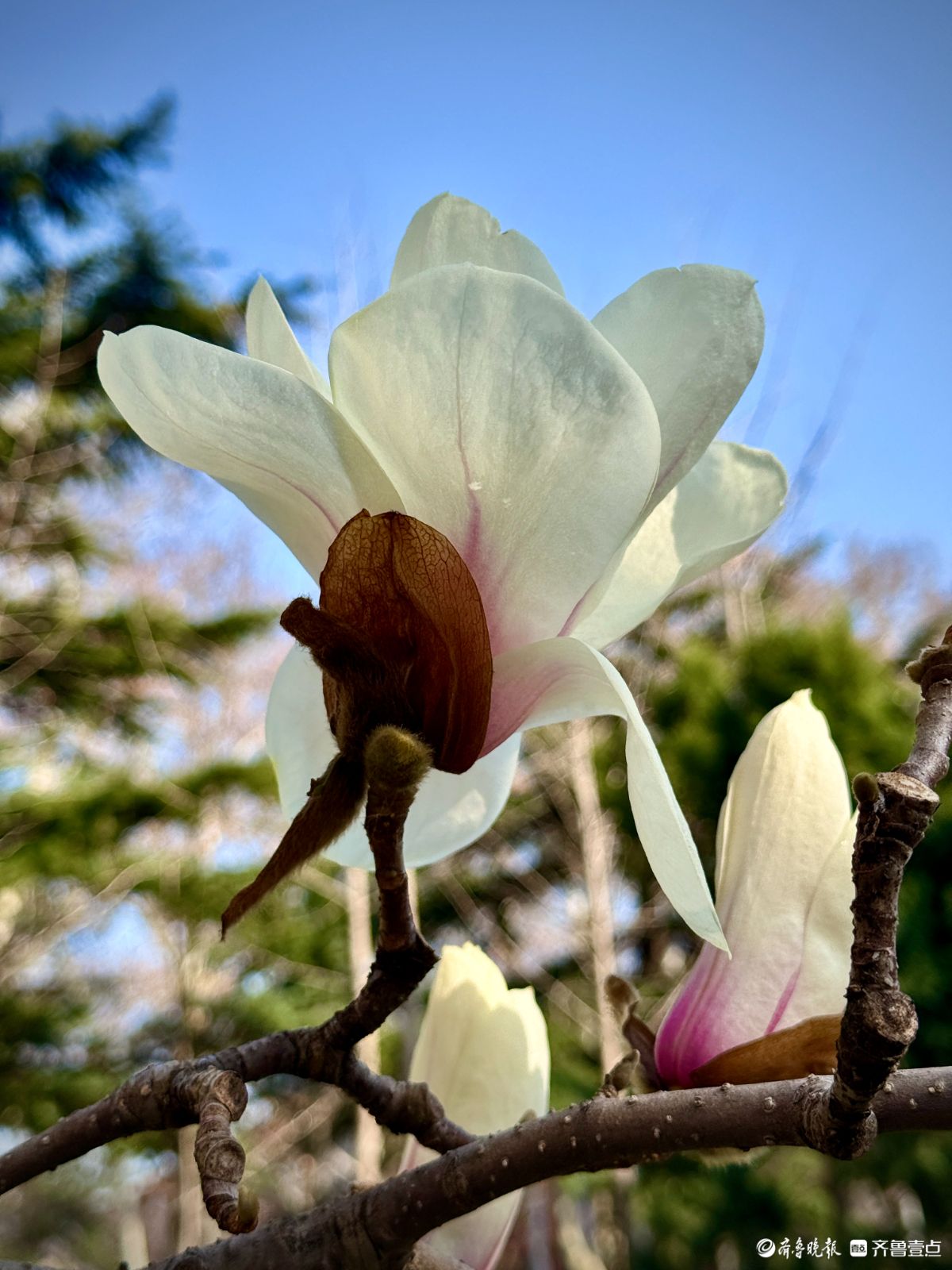 山东大学千佛山校区，玉兰花迎风盛开