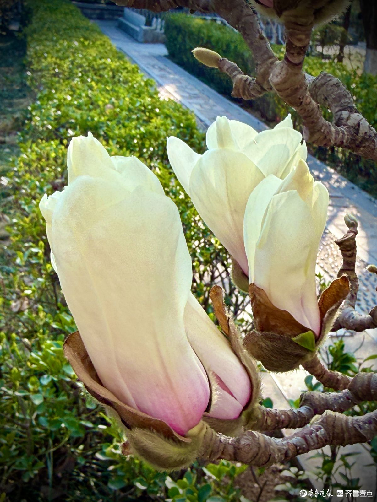 山东大学千佛山校区，玉兰花迎风盛开