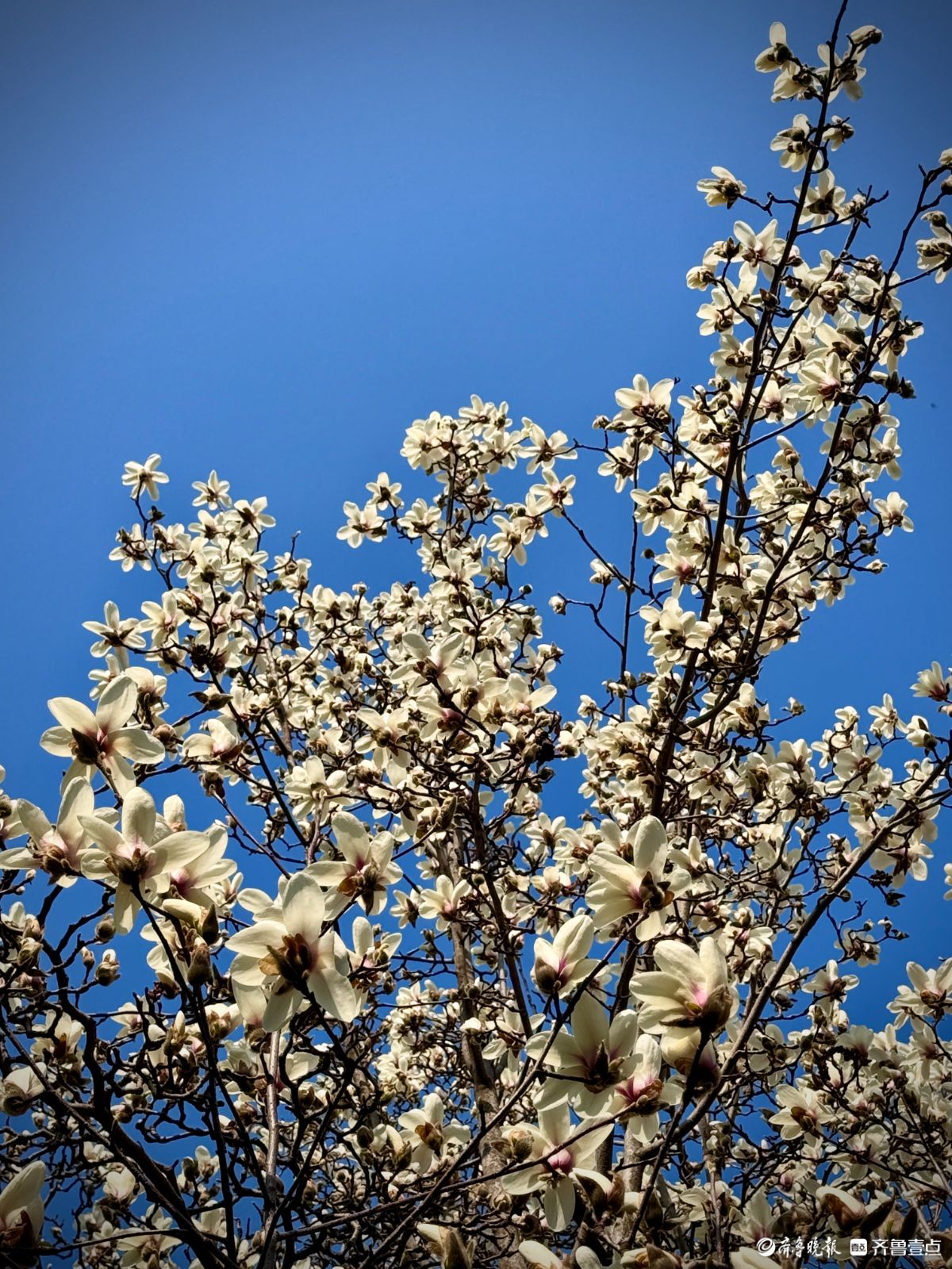 山东大学千佛山校区，玉兰花迎风盛开