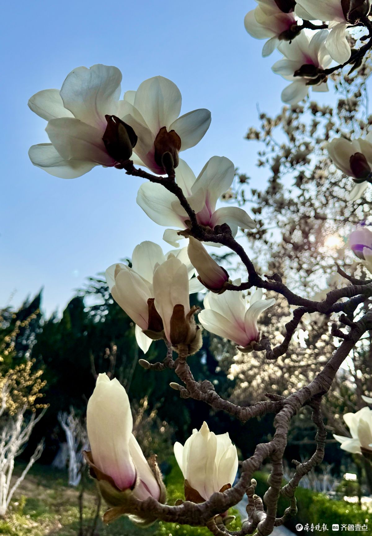 山东大学千佛山校区，玉兰花迎风盛开