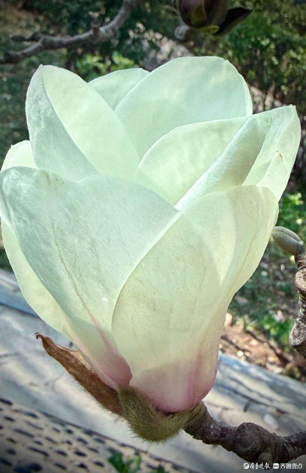 山东大学千佛山校区，玉兰花迎风盛开