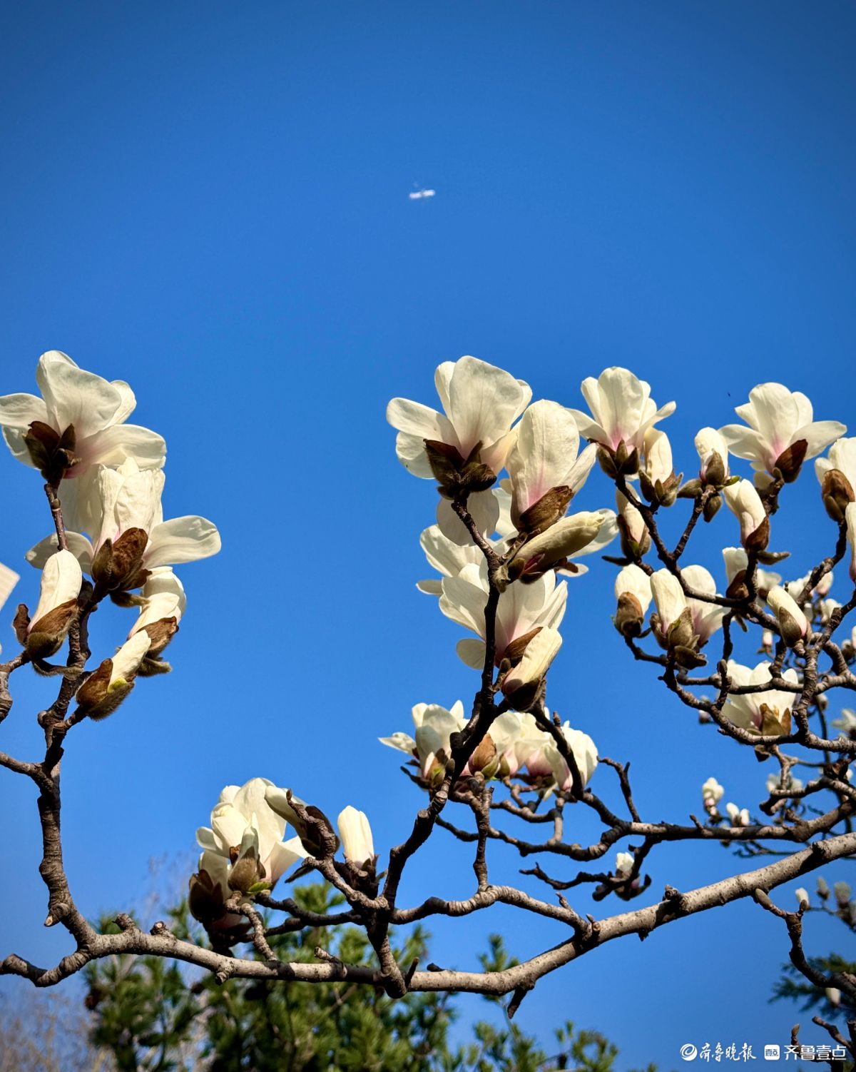 山东大学千佛山校区，玉兰花迎风盛开