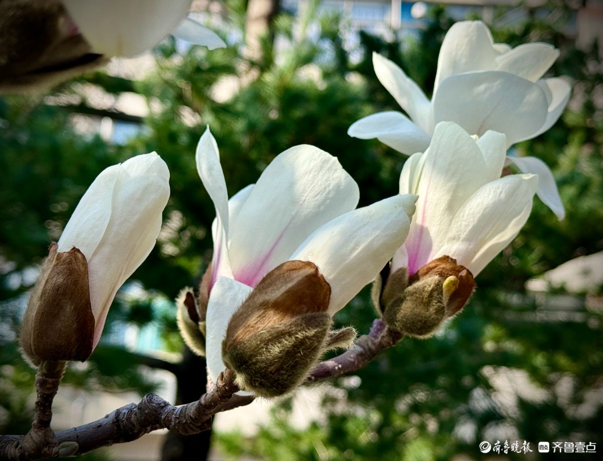 山东大学千佛山校区，玉兰花迎风盛开