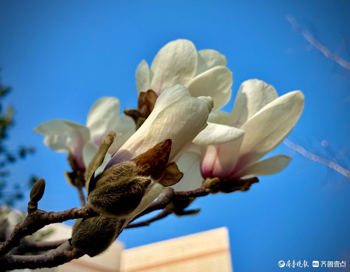 山东大学千佛山校区，玉兰花迎风盛开