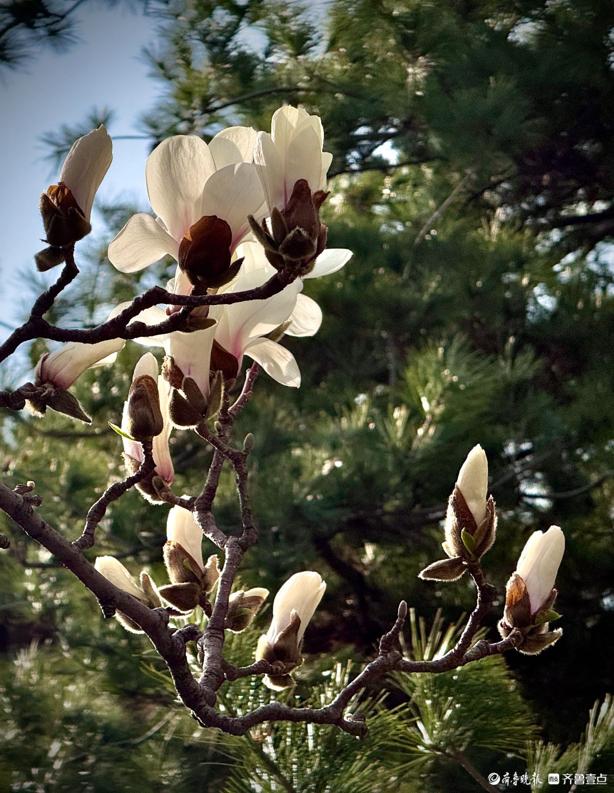 山东大学千佛山校区，玉兰花迎风盛开