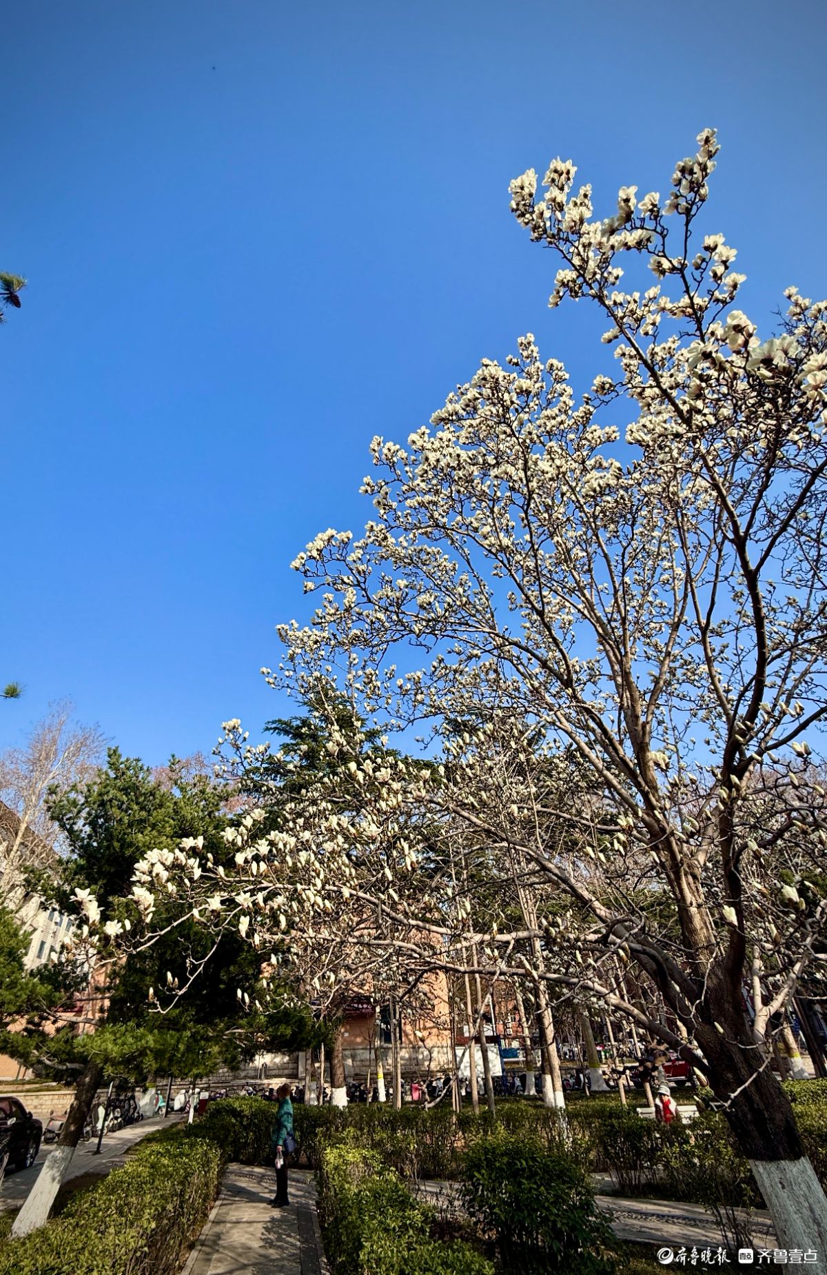 山东大学千佛山校区，玉兰花迎风盛开