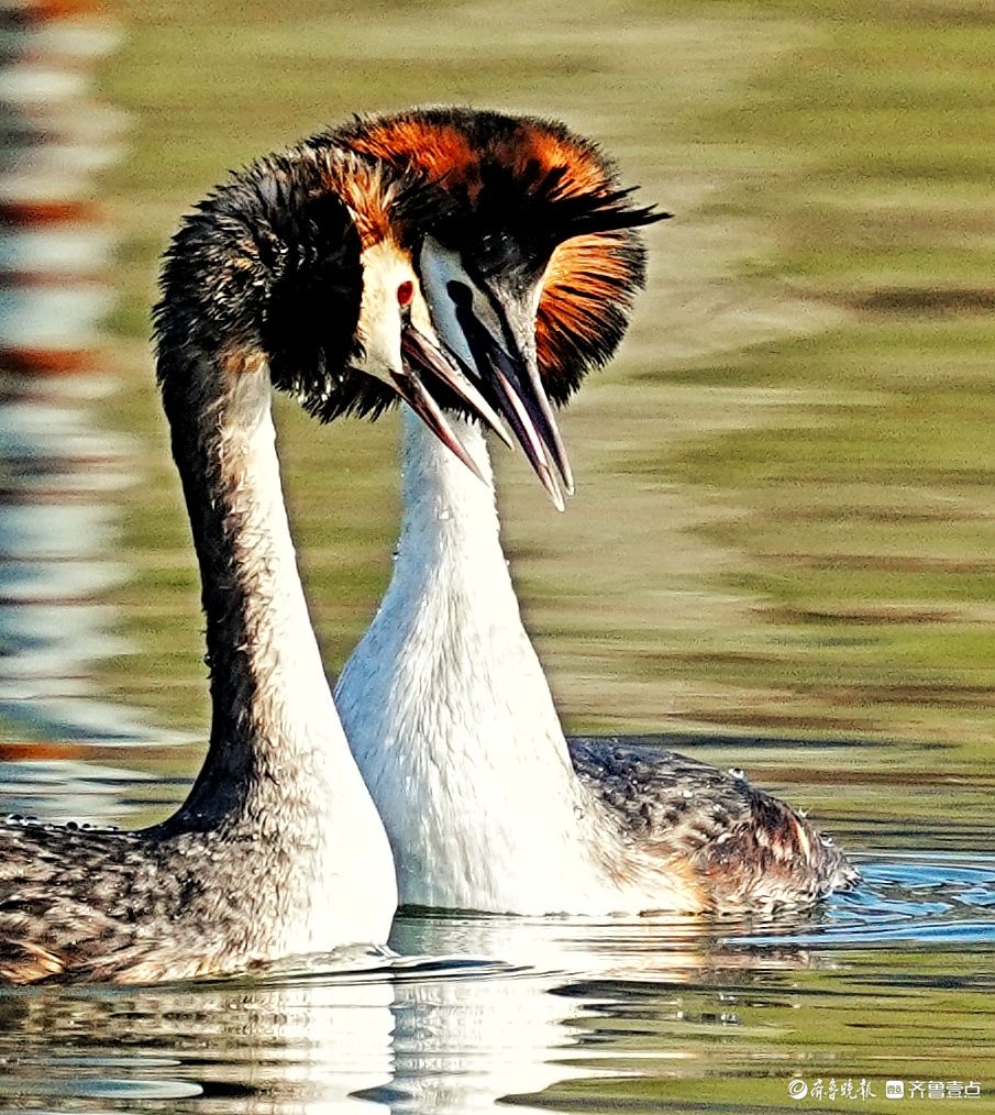 华山湖公园，窃窃私语的凤头䴙鹈
