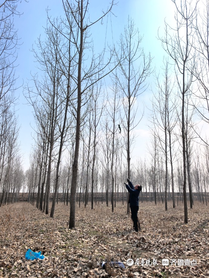 为何黑杨107成飘絮“主力”？