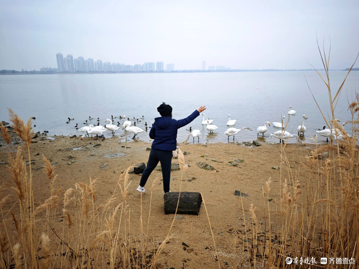 新春随手拍|送别越冬大天鹅（手机摄影）