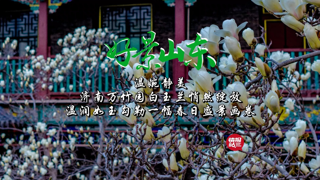 果然视频·好景山东|济南万竹园白玉兰悄然绽放，温润静美似画卷