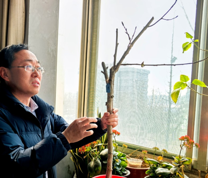 专题|山东无絮杨育种取得重大突破：杨柳千万条，无絮更醉人