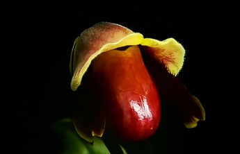 “炸糊的花生米戴黄帽”火出圈，乐见科普更接地气