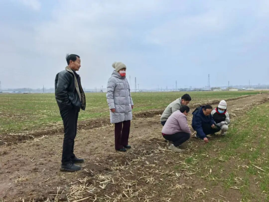 抢抓小麦返青关键期，潍坊临朐辛寨街道田间地头开设“农技课堂”